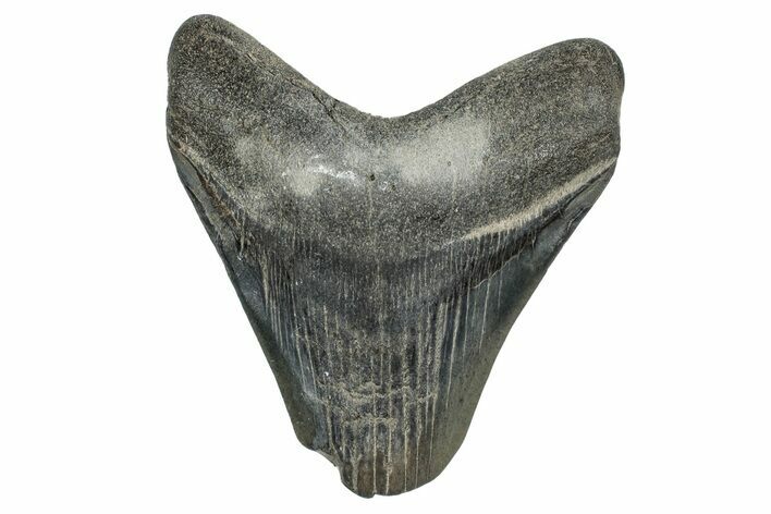 Bargain, Fossil Megalodon Tooth - Georgia #338835